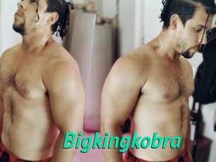 Bigkingkobra