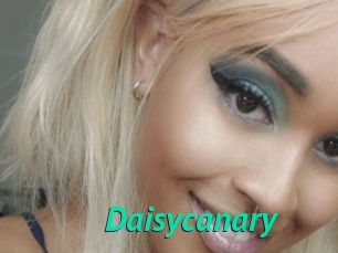 Daisycanary