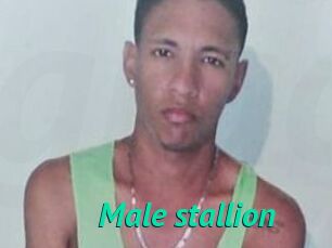 Male_stallion